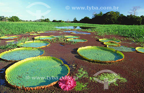  Assunto: Vitória-Régia (Victoria amazonica) em um lago do Rio Amazonas - AM - Brasil 