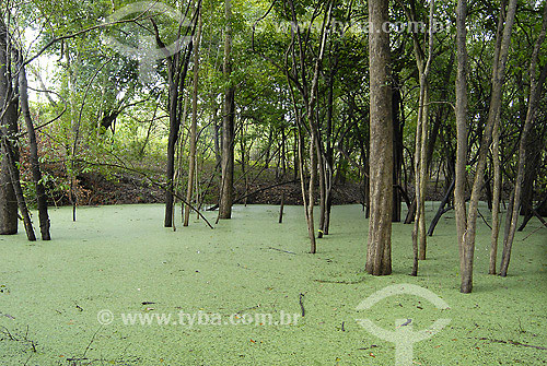  Igarapé do Rio Negro - aguapé (planta aquática) - AM - Brasil / 2007  - Amazonas - Brasil
