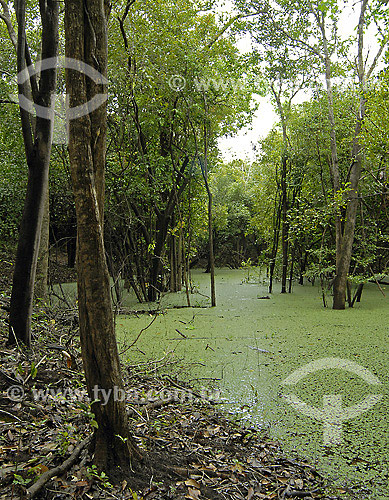  Igarapé do Rio Negro - aguapé (planta aquática) - AM - Brasil  - Amazonas - Brasil