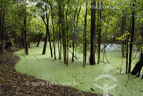 Igarapé do Rio Negro - aguapé (planta aquática) - AM - Brasil / 2007  - Amazonas - Brasil