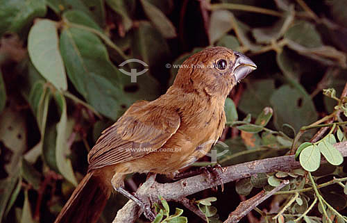  (Cyanocompsa brissonii) Azulão (fêmea) - Caatinga - Brasil 