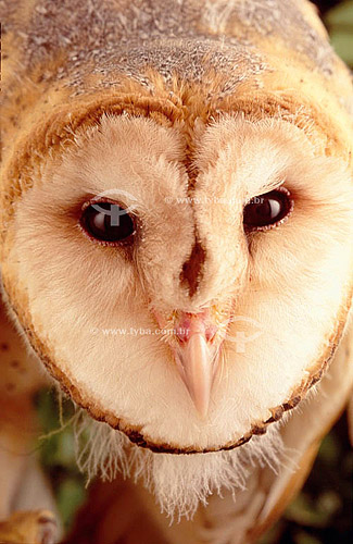  (Tyto alba) Coruja Suindara ou Coruja-das-torres Close-up da cabeça - Caatinga - Brasil  