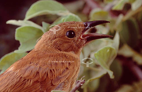  (Cyanocompsa brissonii) Azulão (fêmea) - Caatinga - Brasil 