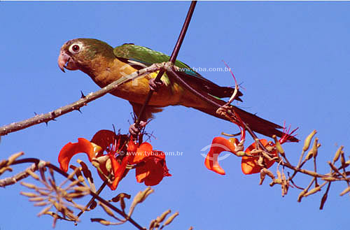  (Aratinga cactorum) Periquito-da-caatinga - Caatinga - Brasil 