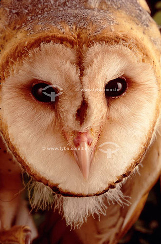  (Tyto alba) Coruja Suindara ou Coruja-das-torres- Close-up da cabeça - Caatinga - Brasil


 