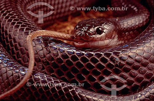  (Clelia occipitolutea) Muçurana comendo  - Cobra -  Caatinga - Brasil 