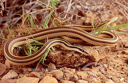  (Lygophis lineatus) - cobra - Caatinga - Brasil 