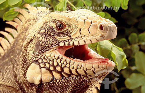  (Iguana iguana) Iguana Verde ou Sinimbu - lagarto - Caatinga - Brasil
 
