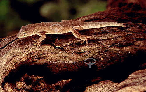  (Vanzoia klugei) - lagarto sobre madeira - Caatinga - Brasil


 