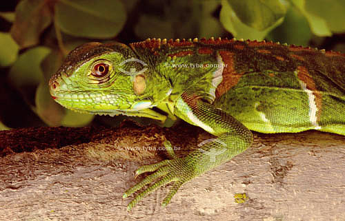  (Iguana iguana) Iguana Verde, Sinimbu (filhote) - lagarto - Caatinga - Brasil


 