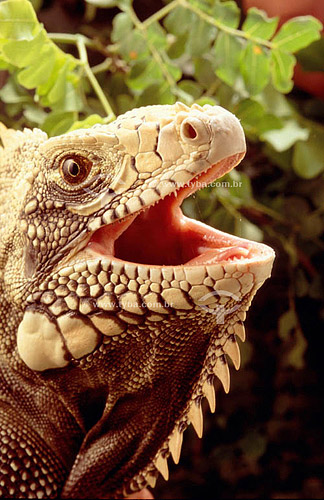  (Iguana iguana) Iguana Verde ou Sinimbu com a boca aberta- lagarto - Caatinga - Brasil


 