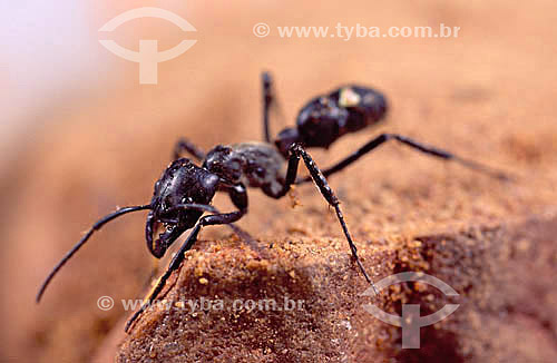  Formiga Tocandira - Caatinga - Brasil 