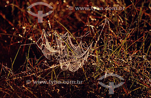  Teia de aranha - Caatinga - Brasil
 