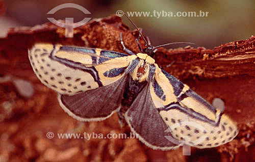  (Arctiidae sp.) - Mariposa - Caatinga - Brasil 