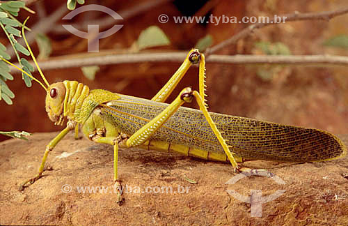  (Tropidacris cristata) - gafanhoto - Caatinga - Brasil 
