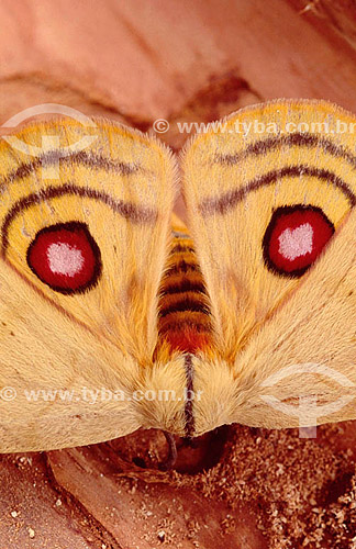  (Automeris sp) - mariposa - Caatinga - Brasil 
