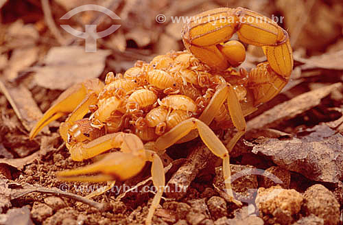  (Tityus Stigmurus) - Escorpião carregando filhotes - Caatinga - Brasil 