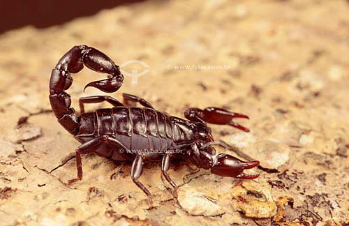  (Arthropodes/Scorpiones) Escorpião Preto (Tityus bahiensis) - Caatinga - Brasil


 