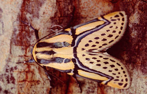  (Arctiidae) - Mariposa - Caatinga - Brasil

 