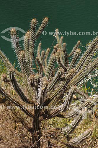  Cactus tipo Mandacaru na margem do Rio São Francisco - Alagoas - Brasil - Março 2006  - Piranhas - Alagoas - Brasil