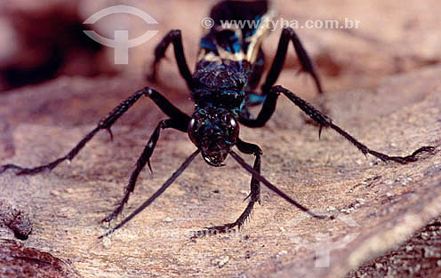  (Pompilidae sp) - vespa - Cerrado - Brasil 