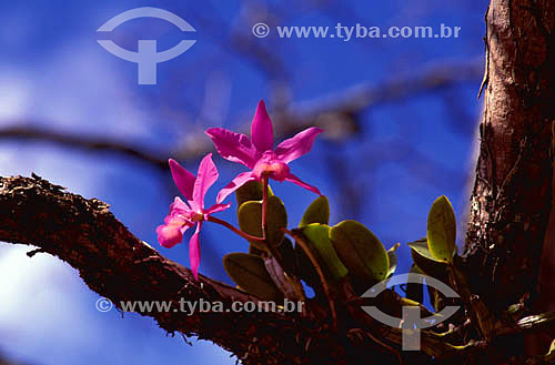  Assunto: (Cattleya sp) Orquídea Cattleya - Cerrado / Local: Tocantins (TO) - Brasil / Data: 2002 