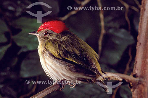  (Machaeropterus regulus) Tangará-Rajado ou Dançarino-de-Coroa-Vermelha (macho) - Mata Atlântica - Brasil 