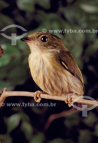  (Machaeropterus regulus) Tangará-Rajado ou Dançarino-de-Coroa-Vermelha (fêmea) - Mata Atlântica - Brasil 