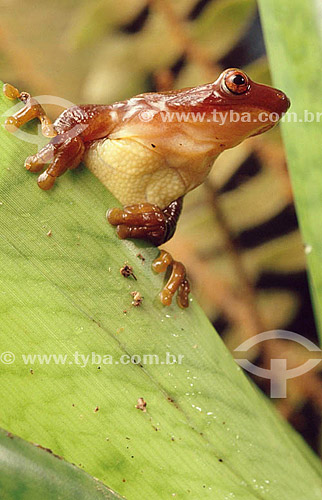  (Hylla sp) - perereca - Mata Atlântica - Brasil 