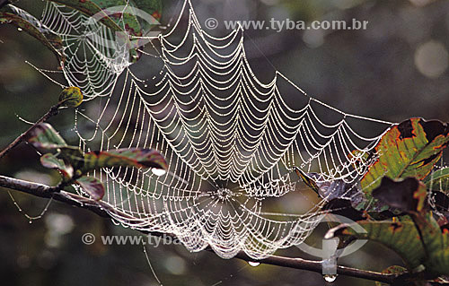  Teia de aranha com gotas de chuva - Mata Atlântica - Brasil 