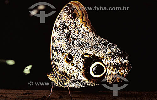  (Morpho) - borboleta - Mata Atlântica - Brasil 