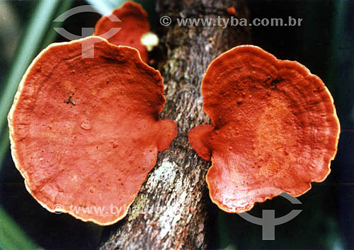  Cogumelo Vermelho - Floresta da Tijuca - Mata Atlântica - Rio de Janeiro - RJ - Brasil  - Rio de Janeiro - Rio de Janeiro - Brasil