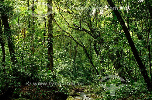  Floresta densa com grande diversidade - Mata Atlântica  - Parque Estadual de Intervales - SP - Brasil
Data: Janeiro 2009

 
