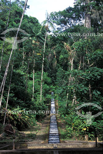  Trilha do Camorim, entre os bairros de Jacarepaguá e Barra da Tijuca - Parque Estadual da Pedra Branca - Rio de Janeiro - RJ - Brasil  - Rio de Janeiro - Rio de Janeiro - Brasil