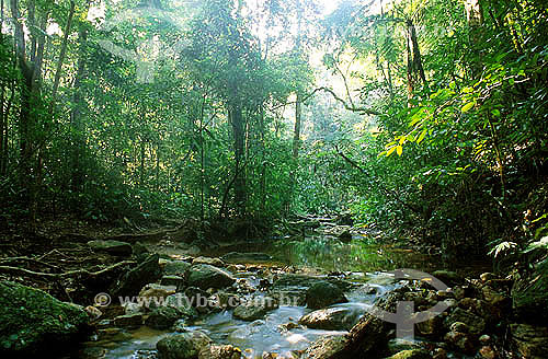  Riacho no Parque Nacional Floresta da Tijuca  - Rio de Janeiro - RJ - Brasil - 2006  - Rio de Janeiro - Rio de Janeiro - Brasil