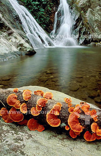  Cogumelos em primeiro plano com a Cachoeira de Aldeia Velha ao fundo - RJ - Brasil  - Rio de Janeiro - Brasil