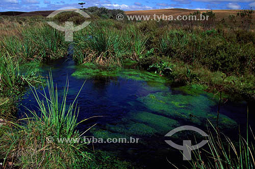  Riacho de águas cristalinas, com vegetação aquática, submersa, flutuante e paludosa, típica de lugares frios - Aparados da Serra - RS - Brasil  - Rio Grande do Sul - Brasil
