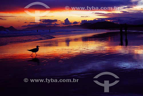  Gaivote na praia da Joaquina ao pôr-do-sol - Florianópolis - SC - Brasil  - Florianópolis - Santa Catarina - Brasil