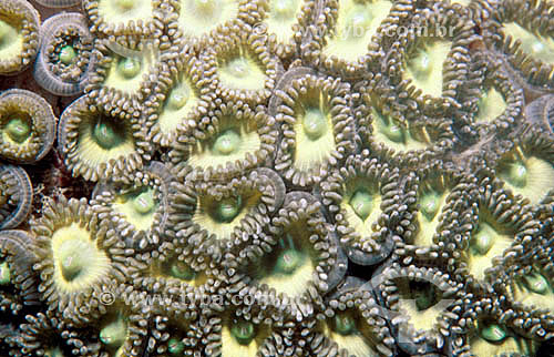  (Anthozoa) - Coral Mole - Corumbal - BA - Brasil  - Prado - Bahia - Brasil