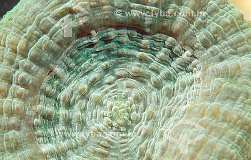  Coral disco Scolymia - Arquipélago de Abrolhos  - Costa das Baleias - litoral sul da Bahia - Brasil

  O Parque Nacional Marinho de Abrolhos foi criado em 6 de abril de 1983.


  - Caravelas - Bahia - Brasil