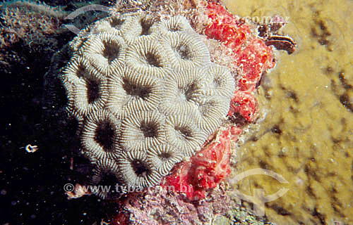 Coral Cérebro - Corumbau - BA - Brasil  - Prado - Bahia - Brasil