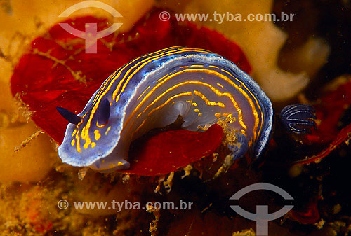  Molusco Nudibrânquio (Hypselodoris sp.) - Arraial do Cabo - RJ - Brasil - 2007  - Cabo Frio - Rio de Janeiro - Brasil