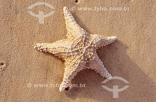  Estrela-do-mar 
