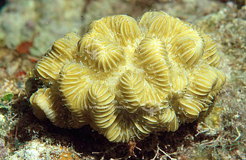  Coral Labirinto (Meandrina braziliensis) - Arquipélago de Abrolhos  - Costa das Baleias - litoral sul da Bahia - Brasil

  O Parque Nacional Marinho de Abrolhos foi criado em 6 de abril de 1983.  - Caravelas - Bahia - Brasil