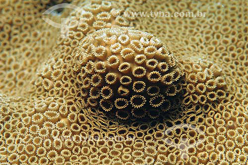  coral zoantídeo - Arraial do Cabo - RJ - Brasil - dezembro 2006                      - Cabo Frio - Rio de Janeiro - Brasil