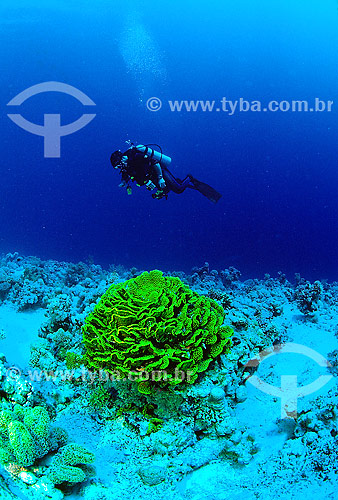  Assunto: Corais e mergulhador no Mar Vermelho / Local: Egito - África / Data: 05/2002 