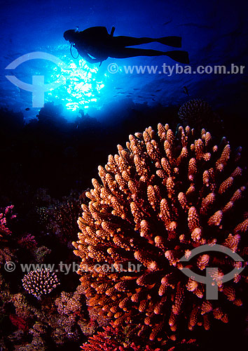  Assunto: Corais e mergulhador no Mar Vermelho / Local: Egito - África / Data: 05/2002 