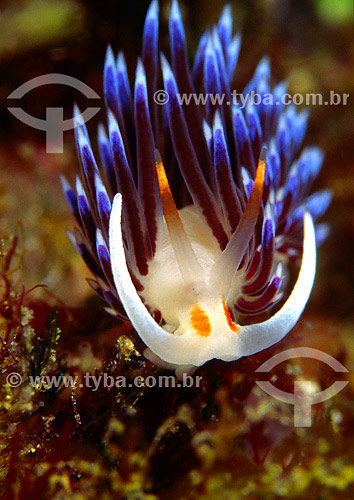  nudibrânquio Flabellina engeli - Mar Mediterrâneo - França 