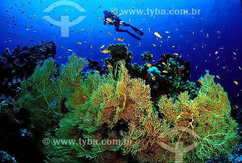  Assunto: Mergulhador com peixes e corais no Mar Vermelho / Local: Egito - África / Data: 05/2002 