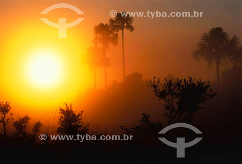  (Mauritia vinifera) Palmeiras Buriti ao nascer do sol no Parque Nacional das Emas - GO - Brasil / Data: 2007 